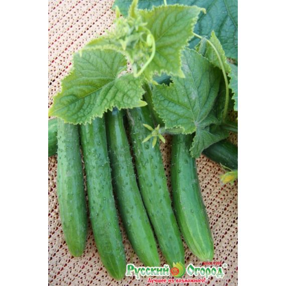 Семена Русский Огород Огурец Зозуленок F1 8шт