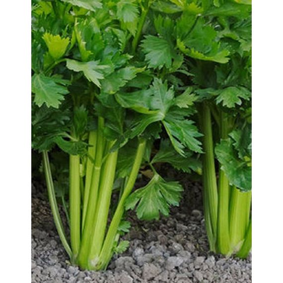 Семена АСТ Сельдерей черешковый Атлант 0,25г