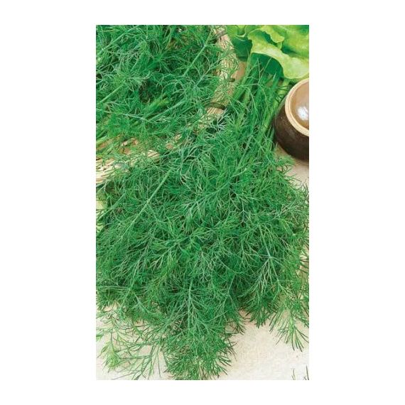 Семена АСТ Укроп Узоры 2г