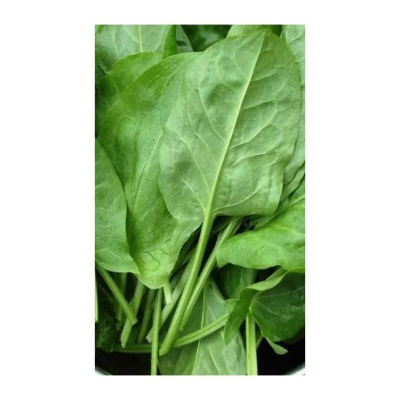 Семена АСТ Щавель Крупнолистный 1г