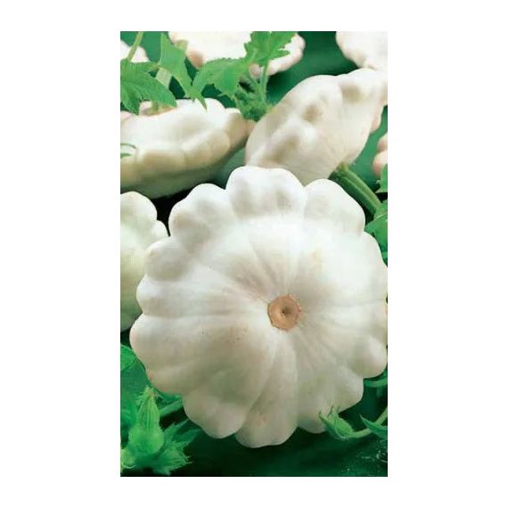 Семена АСТ Патиссон Белые 13 10шт