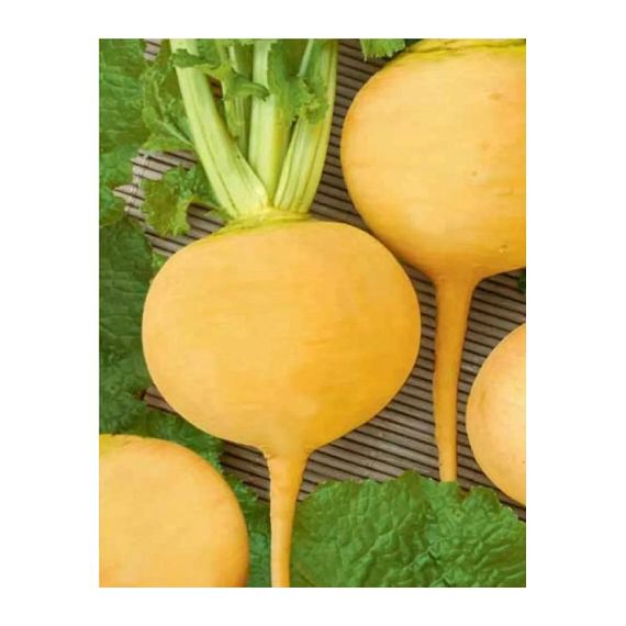 Семена АСТ Репа Голден Болл (Золотой Шар) 0,25г