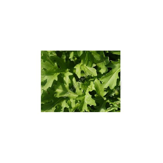 Семена АСТ Индау (рукола) Пронто 1г