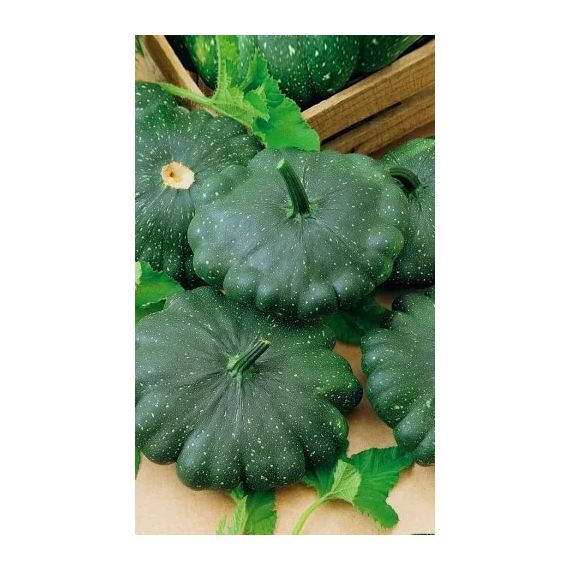 Семена АСТ Патиссон Марсианин 6шт