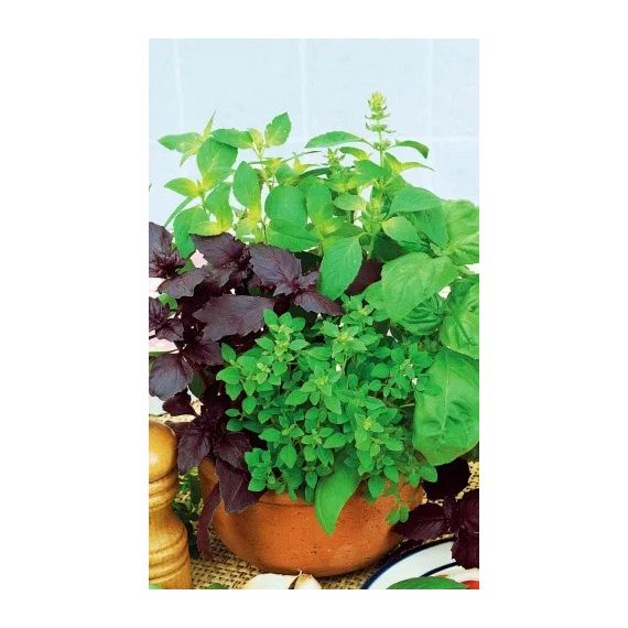 Семена АСТ Базилик овощной Смесь лучших сортов 0,25г