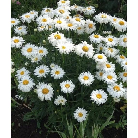 Семена АСТ Нивяник Крейзи Дейзи 0,1г