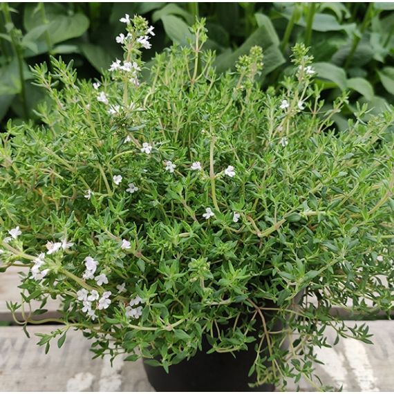 Семена АСТ Тимьян душистый Оранжело 10шт