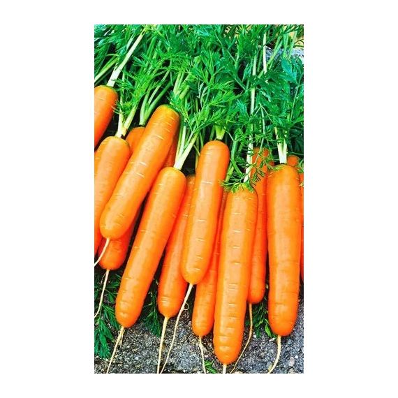 Семена АСТ Морковь Несравненная 2г, изображение 2