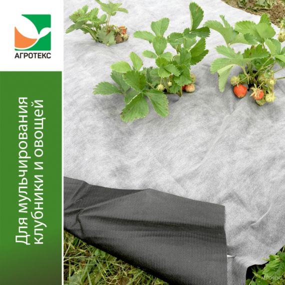 Мульча перфорированная  80 "UV" бело-черный 1,6*м 10м