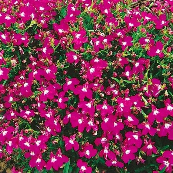 Семена Агроника Лобелия Розамунда 0,03г