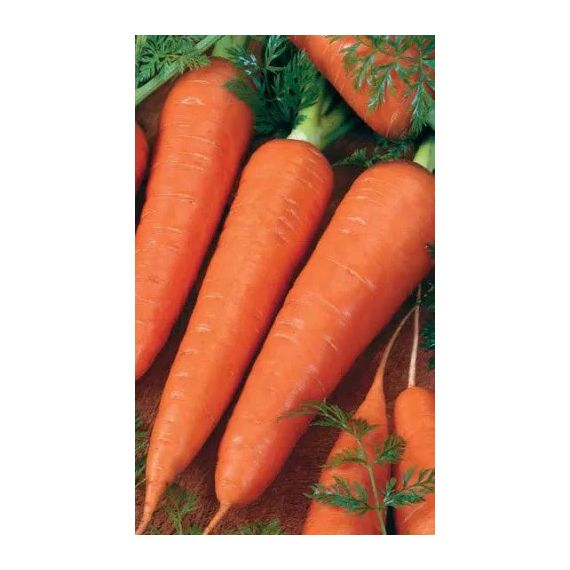 Семена АСТ Морковь Роте Ризен 2г