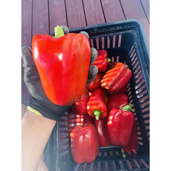 Семена АСТ Перец сладкий Агаповский 01,г