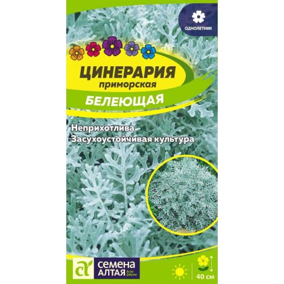 Семена Алтая Цинерария приморская Белеющая 0,05г