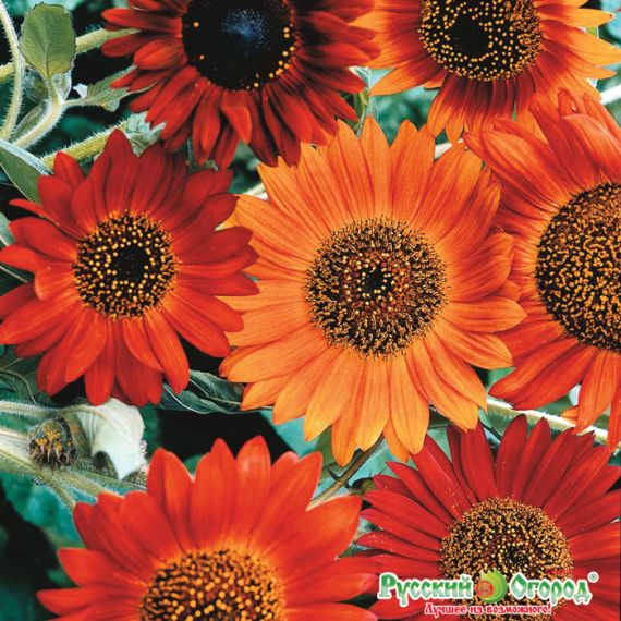 Семена РУССКИЙ ОГОРОД Подсолнечник Вокруг света 20шт смесь