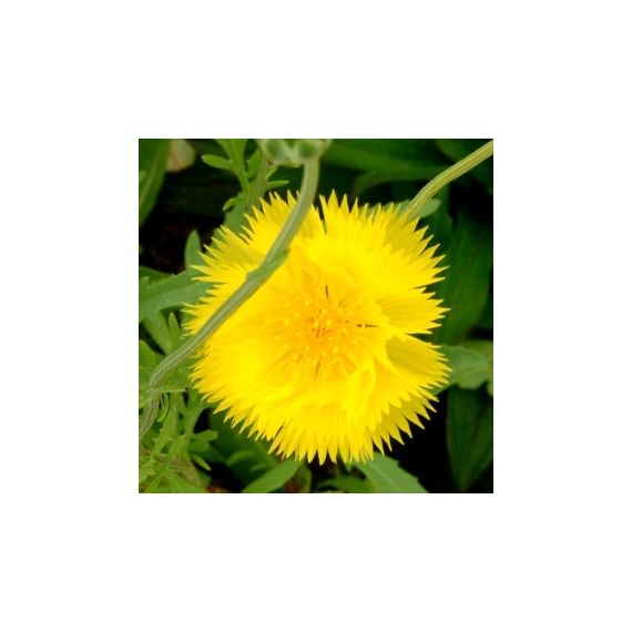 Семена Дом Семян Амбербоа (василек мускатный) Султан желтый 40шт