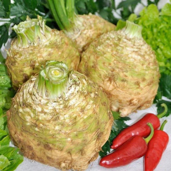 Семена Русский Огород Сельдерей корневой Русский размер 100шт, изображение 2