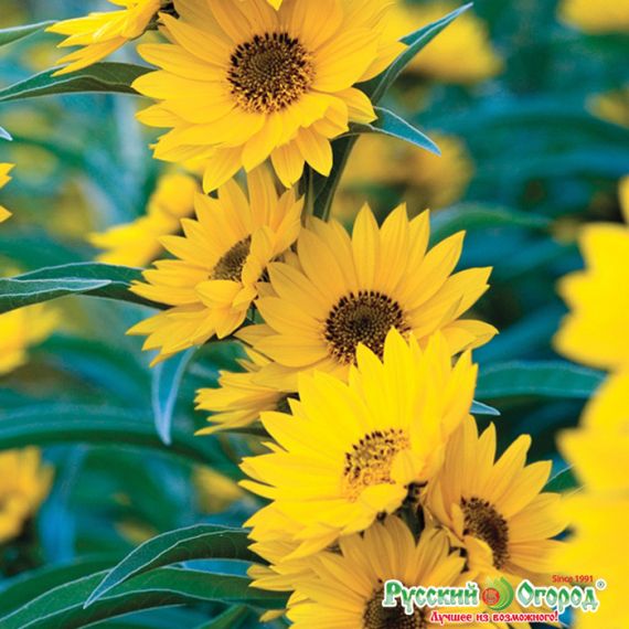 Семена РУССКИЙ ОГОРОД Подсолнечник многолетний Золотая гирлянда 50шт