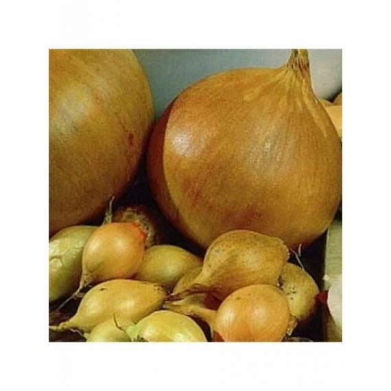Лук-севок ТРОЙ 0,5кг 14-21мм Россия