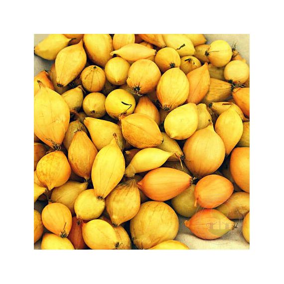 Лук-севок ТРОЙ 0,5кг 14-21мм Голландия