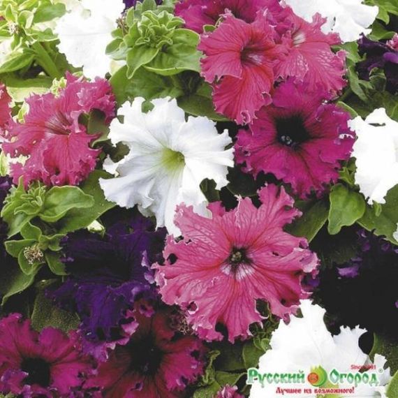 Семена РУССКИЙ ОГОРОД Петуния Фриллитуния F1 12шт смесь