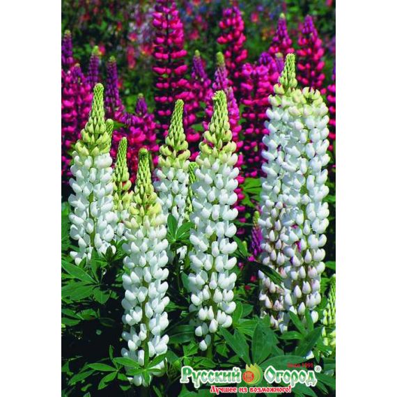 Семена РУССКИЙ ОГОРОД Люпин Белый Рыцарь 0,7г  702964