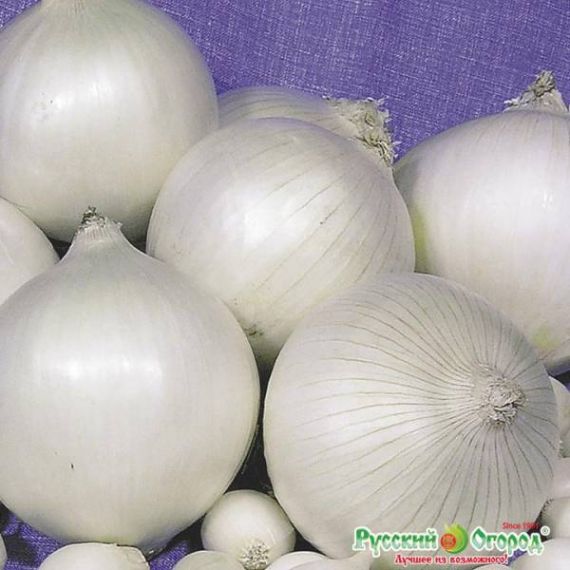 Семена РУССКИЙ ОГОРОД Лук репчатый Серебряный принц 1г
