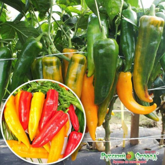Семена РУССКИЙ ОГОРОД Перец сладкий Бивни мамонта 12шт