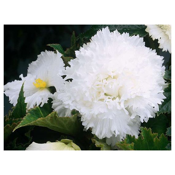 Многолетник Бегония Фимбриата Вайт 2шт/уп