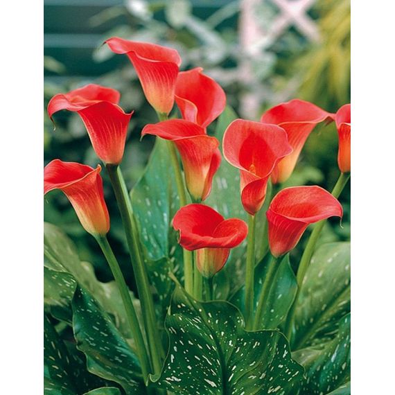 Многолетник КАЛЛА Рэд сокс 1шт