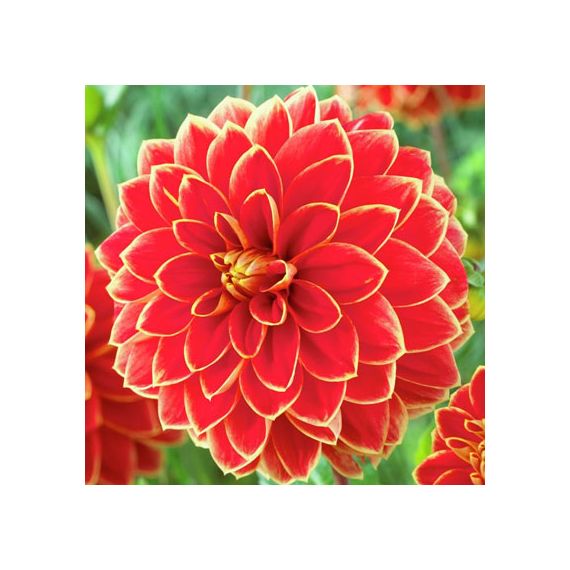 Многолетник Георгина декоративная Максим 1шт/уп