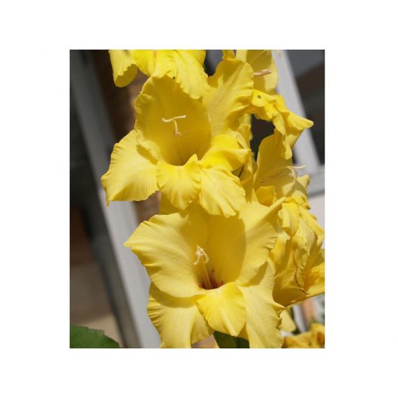 Многолетник Гладиолус НОВА ЛЮКС 5шт