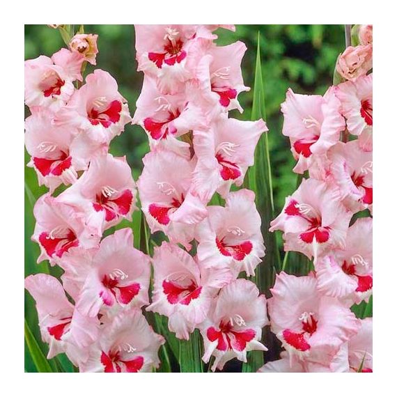Многолетник Гладиолус Вайн энд Роузес 5шт/уп