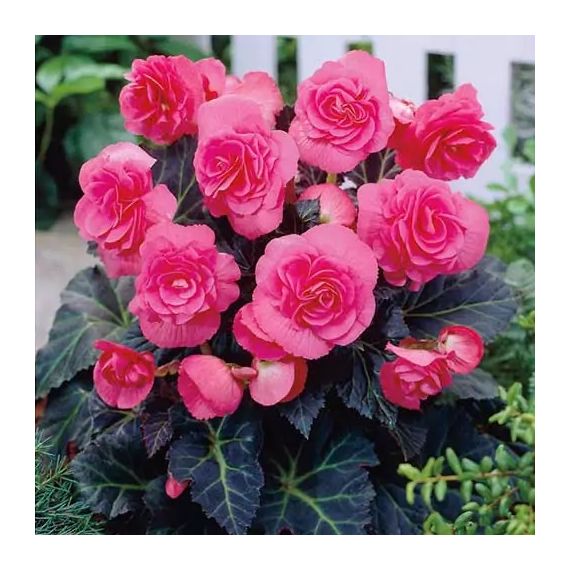 Многолетник Бегония Дабл Пинк 2шт/уп