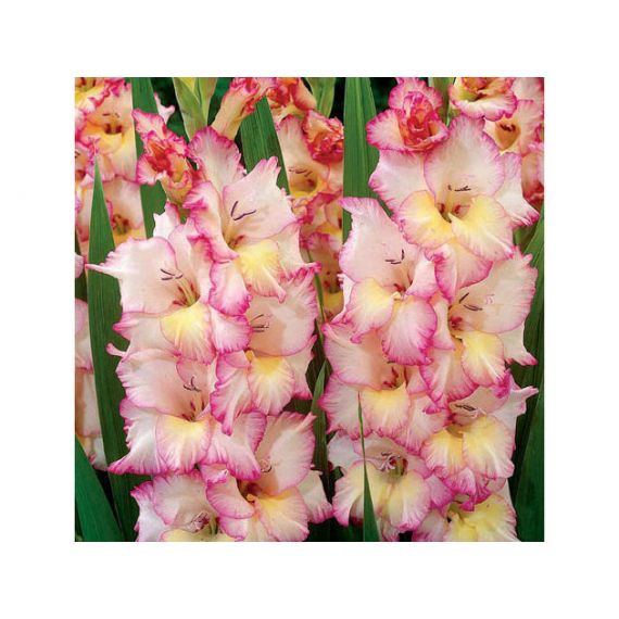 Многолетник Гладиолус Присцилла 5шт/уп