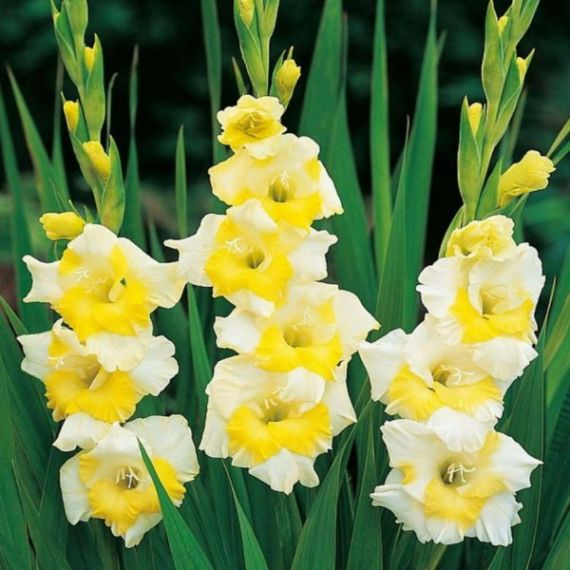 Многолетник Гладиолус Багги 5шт/уп