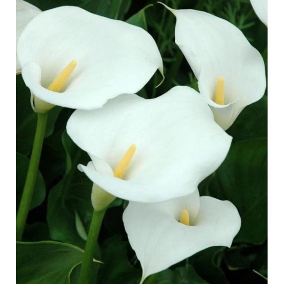 Многолетник КАЛЛА Вайт 1шт 71996