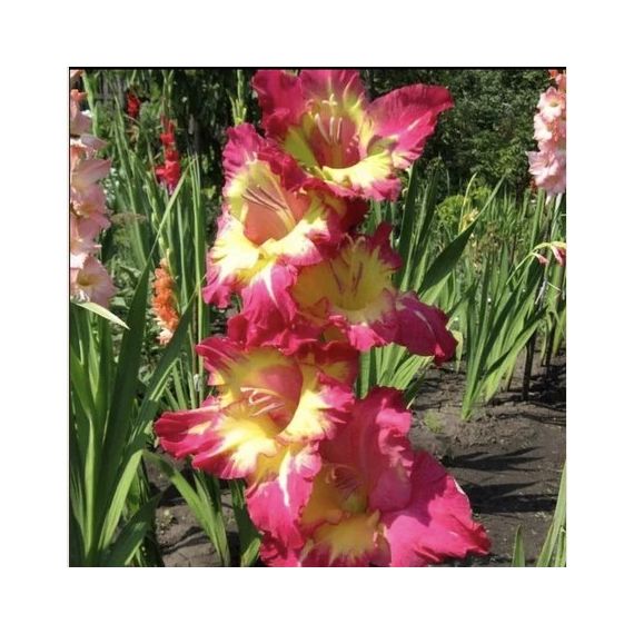 Многолетник Гладиолус Фар вест 5 шт.