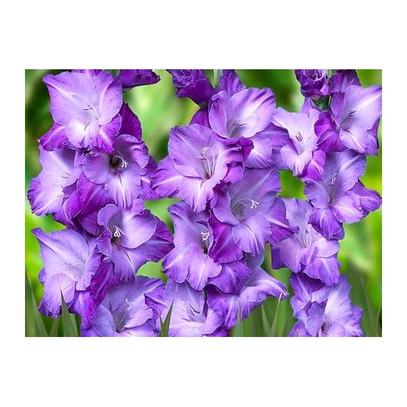 Многолетник Гладиолус Блю Исл 5шт/уп