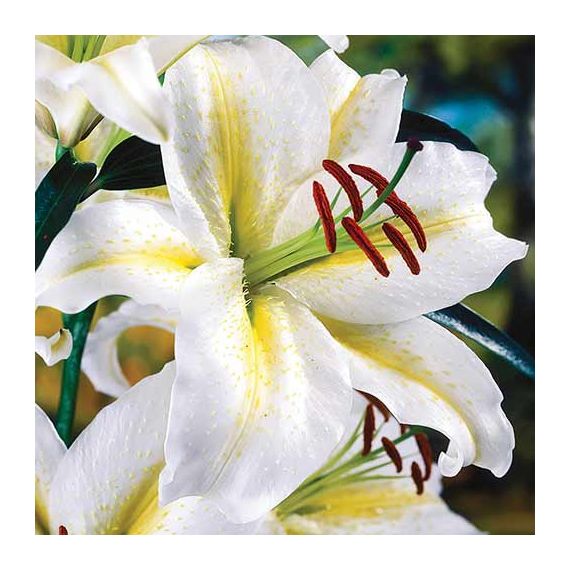 Многолетник Лилия Тайм Аут 2шт/уп