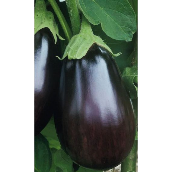 Семена Уральский Дачник Баклажан Альбатрос 20шт