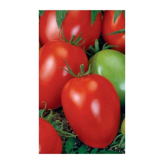 Семена Уральский Дачник Томат Канопус 20шт