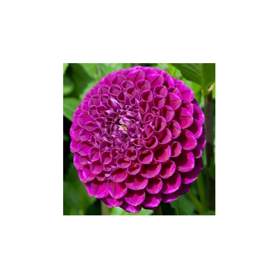 Многолетник Георгина Бум Бум Перпл 1шт/уп