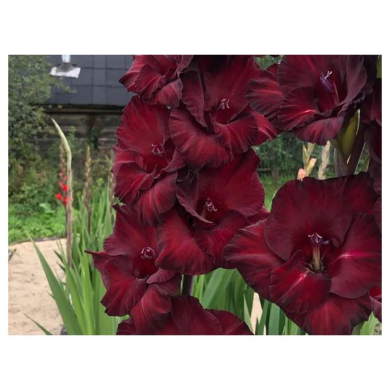 Многолетник Гладиолус Блэк Джэк 5шт/уп