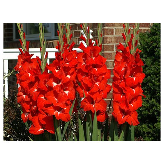 Многолетник Гладиолус Традерхорн 5шт/уп