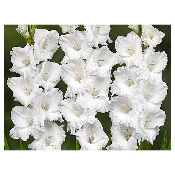 Многолетник Гладиолус Вайт Просперити 5шт/уп