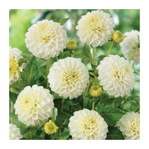 Многолетник Георгина шаровидная Бум Бум Вайт 1шт/уп