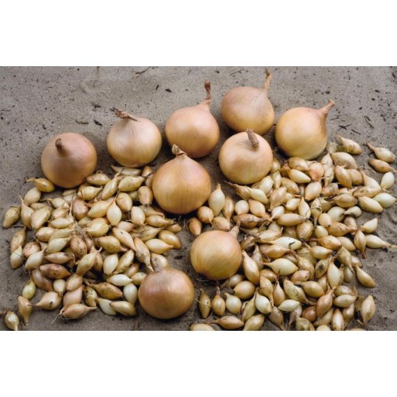 Лук-севок Геркулес 14-21мм 0,5кг