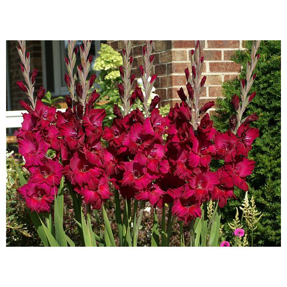 Многолетник Гладиолус Плум Тарт 5шт/уп