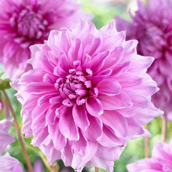 Многолетник Георгина декоративная Лавендер Перфекшн 1шт/уп