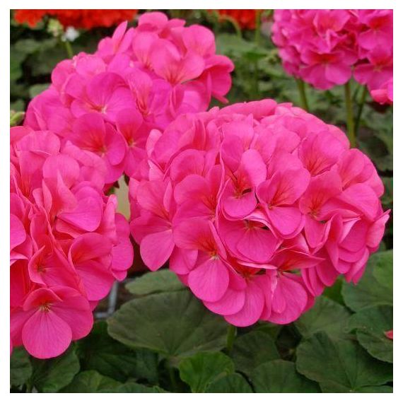 Семена АСТ Пеларгония зональная Симона F1 5шт